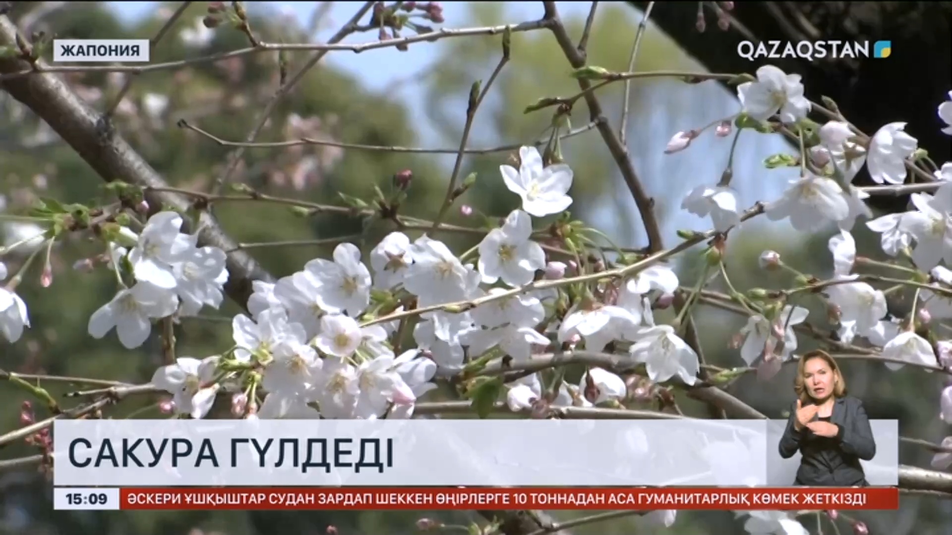 Тікелей эфирде жапондық тележүргізушіні ұрып-соғады