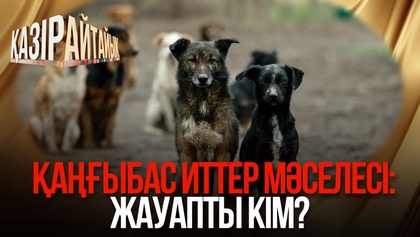 Қаңғыбас иттер мәселесі: Жауапты кім?