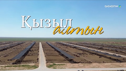 Қызыл алтын. Арнайы жоба