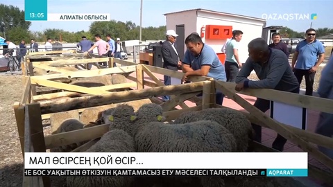 Мал өсірсең, қой өсір...