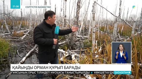 Теріскейде 14 мың гектар қайыңды орман шіріп кетті