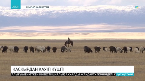 Шығыс Қазақстандағы Ахметбұлақ ауылында қасқырлар малды қынадай қырып жатыр