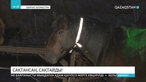 ШҚО жұрты төрт түлікке түнде жарыққа шағылысатын бау таға бастады