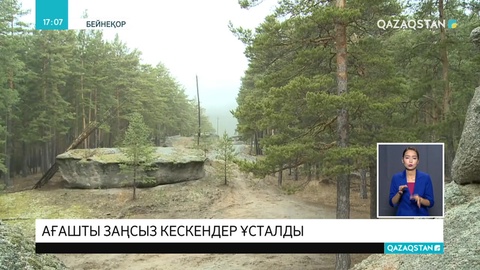 Ақмола облысында заңсыз ағаш кескендер ұсталды