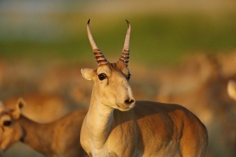 Киікті атқандардың жазасы қатаң болуы тиіс – Қ.Тоқаев