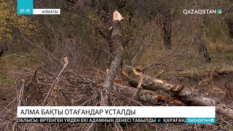 Алматыда тау етегіндегі алма бақты отағандар ұсталды