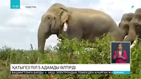 Үндістанда піл 5 адамды таптап өлтірді