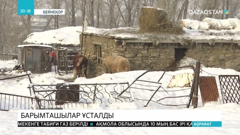 Мал ұрлаумен айналысқан қылмыстық топ ұсталды