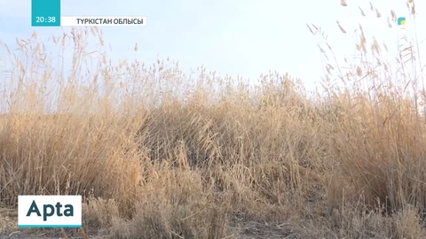 Түркістан облысында 23 жылдан бері қамыс орып сататын отбасы бар