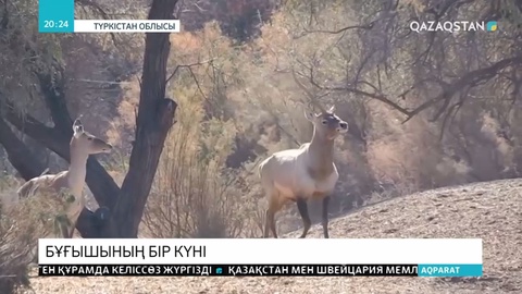 Бұқар бұғыларын қайдан, қалай көреміз? Бұғышының бір күні
