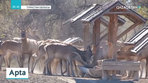 Ұлттық арна тілшісі бұғышының бір күндік өмірін көріп қайтты