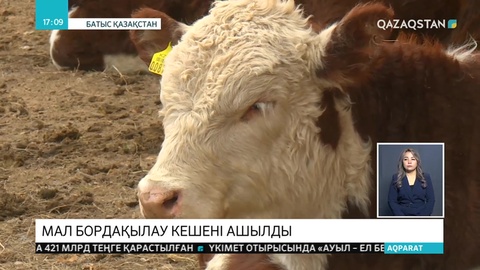 БҚО-ның  Қазталов ауданында мал бордақылау кешені ашылды