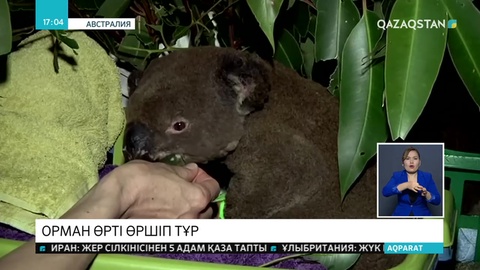 Австралияда орман өртінен коала қырылып жатыр
