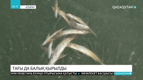 Атыраудағы Жайық өзенінде балық қырылып жатыр