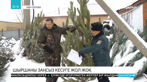 Шыршаны заңсыз кесу тыйылар емес