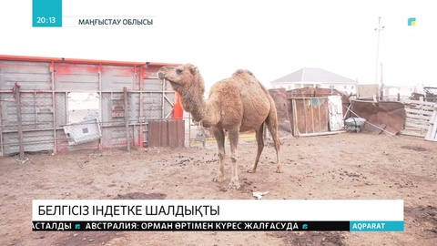 Маңғыстауда түйелер белгісіз індетке шалдықты