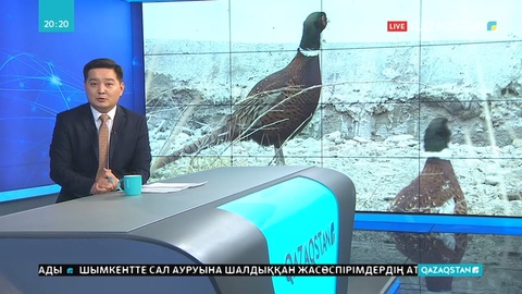 Сырдарияның бойында қырғауылды бағып отырған отбасы бар
