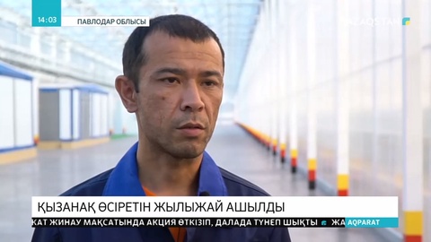 Екібастұзда жылына 10 мың тонна қызанақ өсіретін жылыжай ашылды