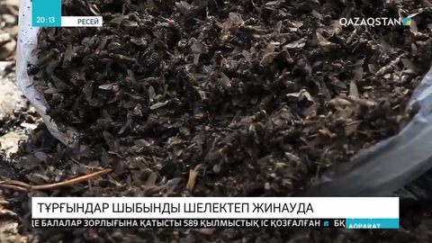 Челябинск облысының тұрғындары қаптап кеткен қара шыбындарды шелектеп жинап жүр