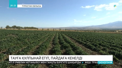 Түркістан облысының тұрғыны тау бөктерінде құлпынай өсіріп, оны табысты кәсіпке айналдырды