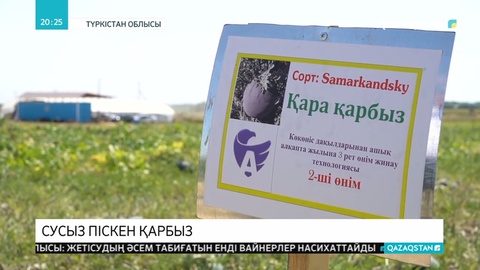 Түркістан облысында суды мүлдем қажет етпейтін қарбыз тұқымы пісіп жетілді