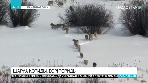 Жамбыл облысында қасқыр қойды қынадай қырып жатыр