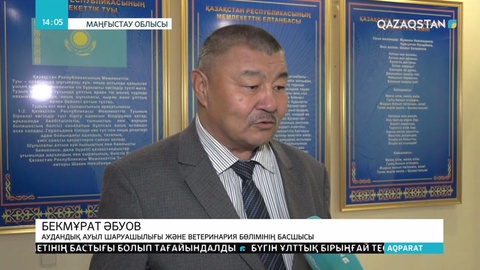 Маңғыстауда түйелер «күл» ауруына шалдыққан