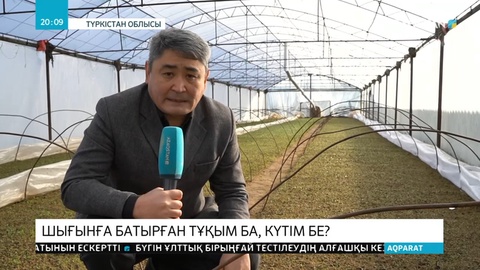 Түркістан облысында қырыққабат тұқымын еккен диқандар миллиондап шығынға батты