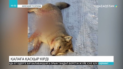 Ақсуға тапа-тал түсте қасқыр кірді