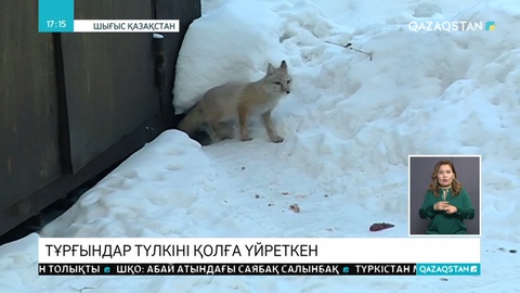 Өскеменнің қақ ортасында түлкі жүр