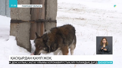 «Павлодарда қасқыр қаптады» деген қаңқу күшейді