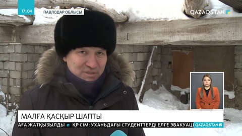 Павлодар облысында малға қасқыр шапты