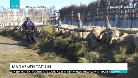 Қостанай облысында мал азығы тапшы