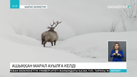 Ашыққан марал ауылға келді