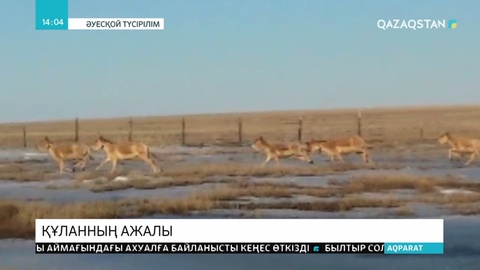 Торғай даласына жіберілген құландардың бірін қаскөйлер атып алған