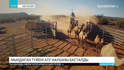 Австралияда мыңдаған түйені ату науқаны басталды