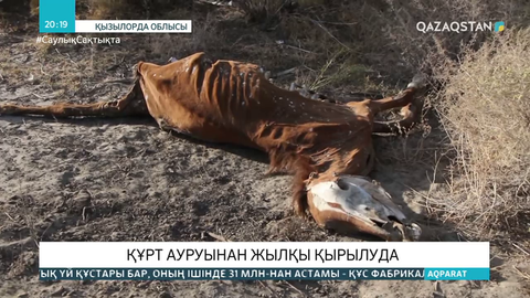 Жаңақорған ауданында құрт ауруынан жылқы қырылып жатыр