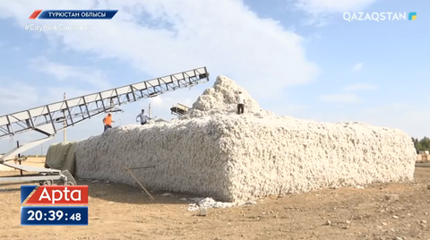 Елімізде мақтаны сатып алу бағасы бекітілді