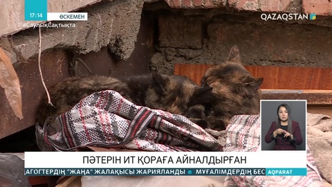 Өскемен тұрғыны пәтерін ит қораға айналдырған