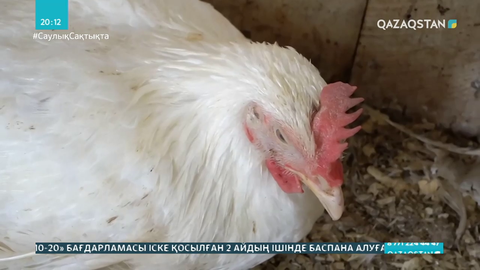 СҚО-да екпе салынғанына қарамастан құстар қырылып жатыр