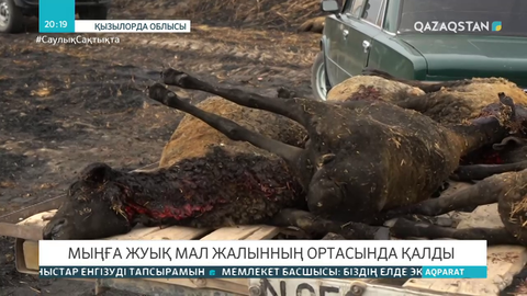 Жаңақорған ауданында 1000-ға жуық мал жалынның ортасында қалды