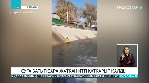 Алматы тұрғыны мұздай суға батып бара жатқан итті құтқырап қалды
