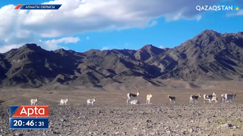 Алтынемел ұлттық табиғи паркінің бүгінгі тынысы