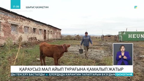 ШҚО-да 8,5 мыңнан астам мал айыппұл тұрағына қамалды