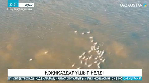 Ақтауға қоқиқаздардың алғашқы легі ұшып келді