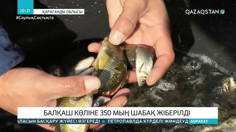Балқаш көліне 350 мың шабақ жіберілді
