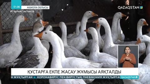 Ақмола облысында құстарды вакцинациялау жұмысы аяқталды
