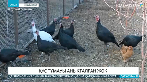 Шымкентте құс тұмауы анықталған жоқ