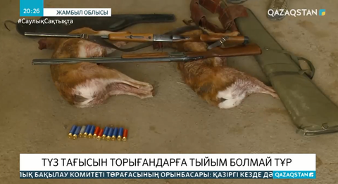Жамбыл облысында түз тағысын заңсыз ату дерегі көбейген