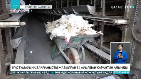 Құс тұмауы: СҚО-да 34 ауылдан карантин алынды
